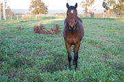 Torridale ---Full Brother