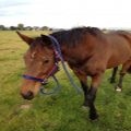 Emirates Park Broodmare