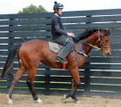 Shares in Magnus colt.