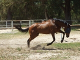 yearling untried horse 