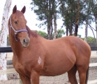 Needing somewhere for my stallion to stand
