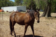 BROODMARE  BLACK / TYPE BREEDING