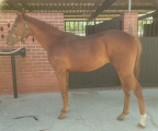 Exciting Opportunity - Quality Yearlings
