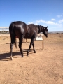 2 Year old Planet Five Filly, For Sale or Lease