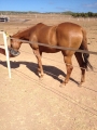 2 Year old Flying Pegasus Filly, For Sale or Lease