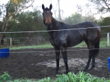 Tough Honest Stayer For Sale