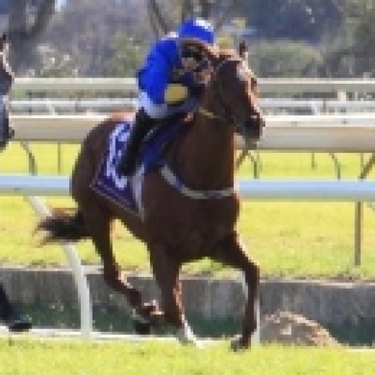 Planet Claire 4yo mare