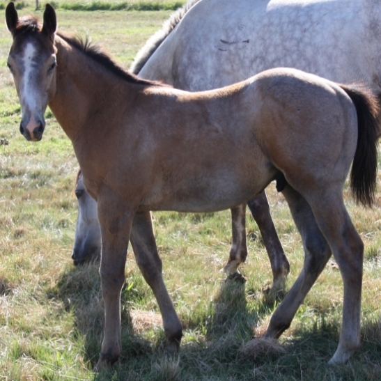 yearling filly